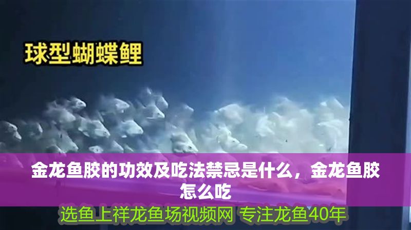 金龍魚膠的功效及吃法禁忌是什么，金龍魚膠怎么吃