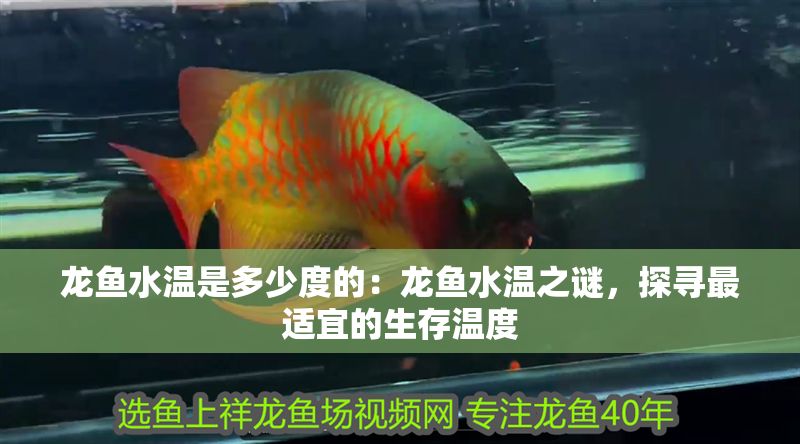 龍魚水溫是多少度的：龍魚水溫之謎，探尋最適宜的生存溫度 龍魚水溫是多少度的：龍魚水溫之謎，探尋最適宜的生存溫度 龍魚百科 第1張