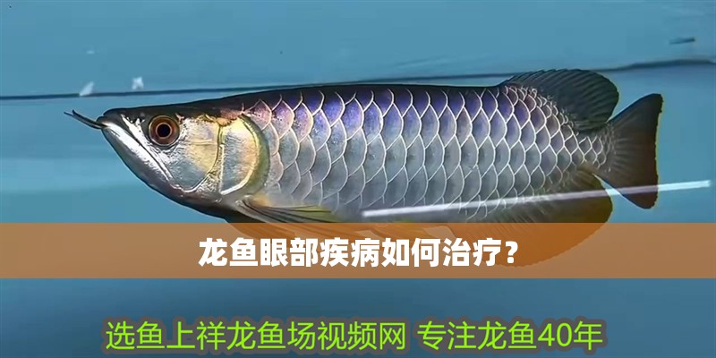 龍魚眼部疾病如何治療？