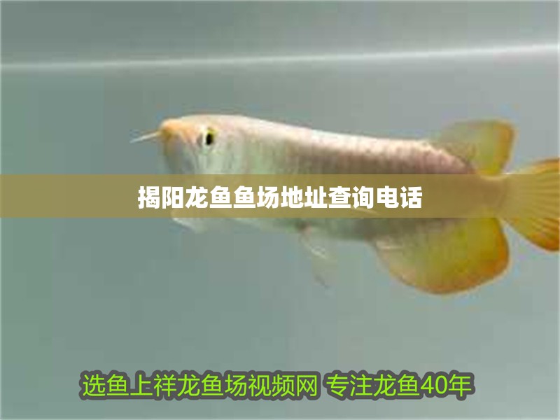 揭陽龍魚魚場地址查詢電話