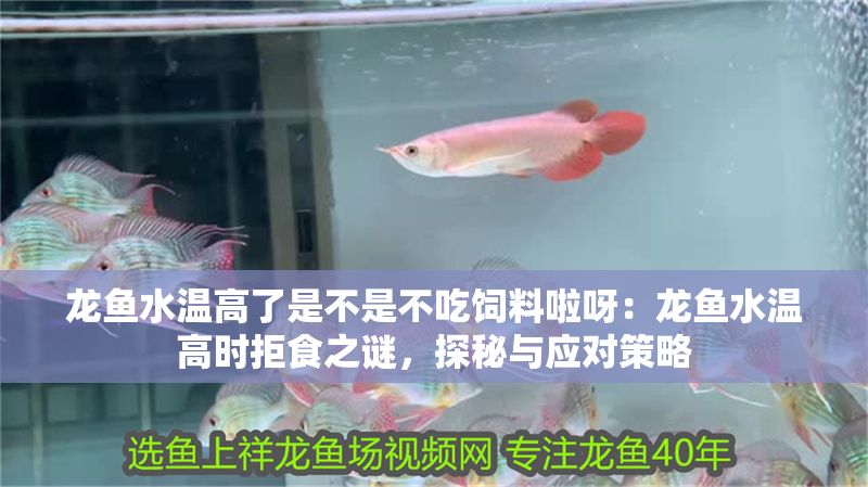 龍魚水溫高了是不是不吃飼料啦呀：龍魚水溫高時拒食之謎，探秘與應對策略