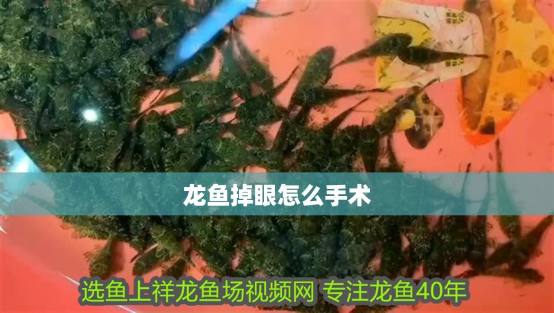 龍魚掉眼怎么手術