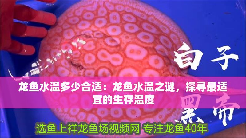 龍魚水溫多少合適：龍魚水溫之謎，探尋最適宜的生存溫度