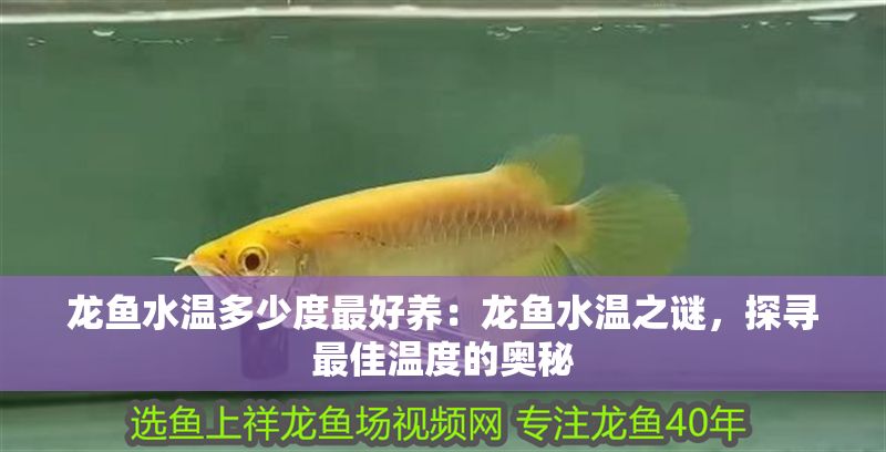 龍魚(yú)水溫多少度最好養(yǎng)：龍魚(yú)水溫之謎，探尋最佳溫度的奧秘