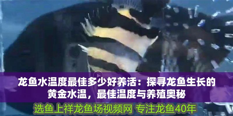 龍魚水溫度最佳多少好養活：探尋龍魚生長的黃金水溫，最佳溫度與養殖奧秘