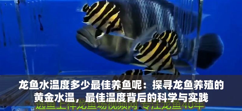 龍魚水溫度多少最佳養(yǎng)魚呢：探尋龍魚養(yǎng)殖的黃金水溫，最佳溫度背后的科學(xué)與實踐