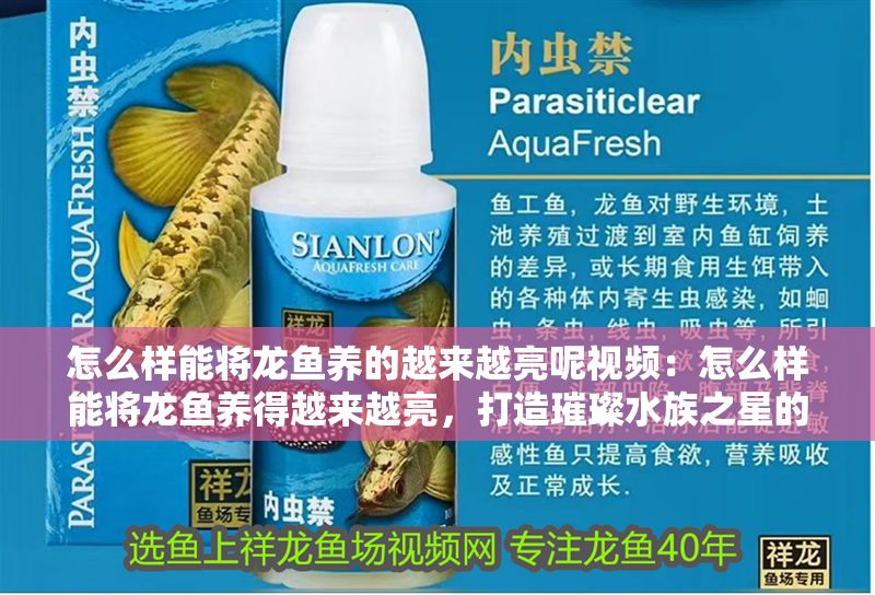 怎么樣能將龍魚養的越來越亮呢視頻：怎么樣能將龍魚養得越來越亮，打造璀璨水族之星的秘訣