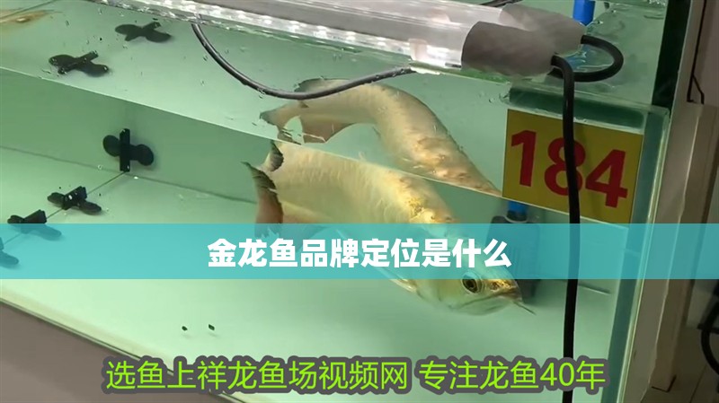 金龍魚品牌定位是什么