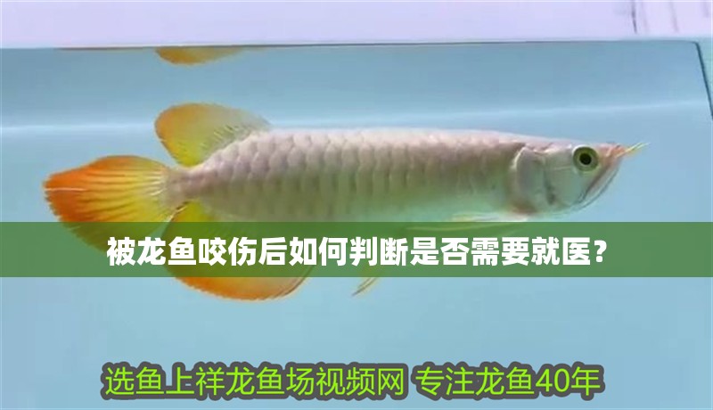 被龍魚咬傷后如何判斷是否需要就醫？