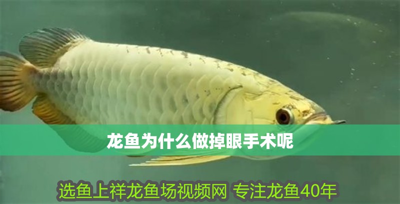 龍魚為什么做掉眼手術呢