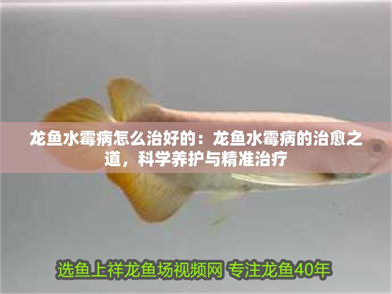 龍魚水霉病怎么治好的：龍魚水霉病的治愈之道，科學(xué)養(yǎng)護(hù)與精準(zhǔn)治療 龍魚水霉病怎么治好的：龍魚水霉病的治愈之道，科學(xué)養(yǎng)護(hù)與精準(zhǔn)治療 龍魚百科 第1張