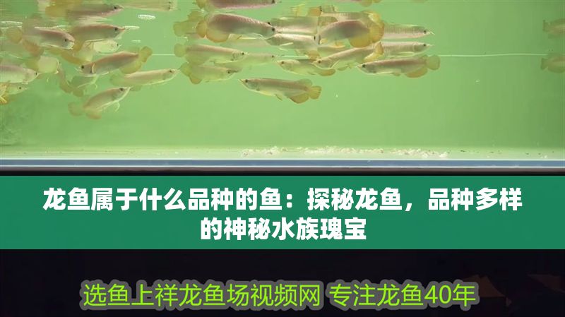 龍魚屬于什么品種的魚：探秘龍魚，品種多樣的神秘水族瑰寶