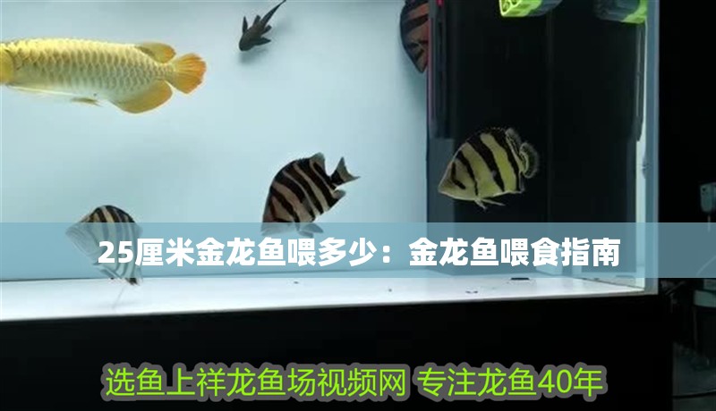25厘米金龍魚喂多少：金龍魚喂食指南
