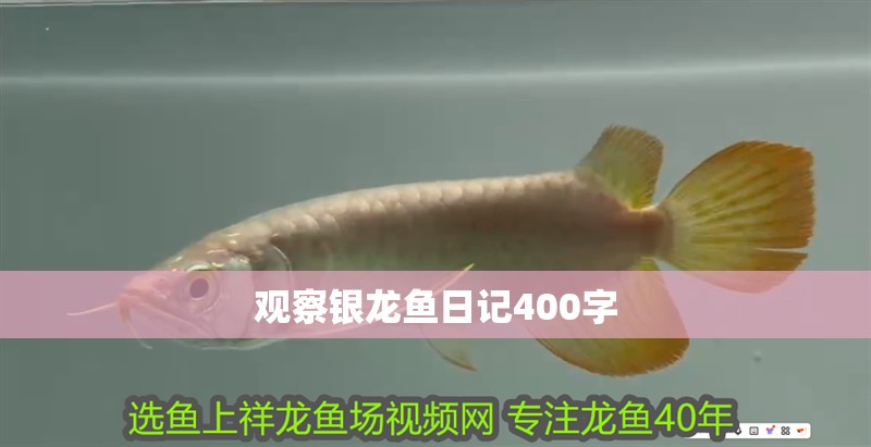 觀察銀龍魚日記400字 觀察銀龍魚日記400字 龍魚百科