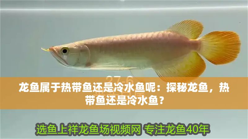 龍魚屬于熱帶魚還是冷水魚呢：探秘龍魚，熱帶魚還是冷水魚？