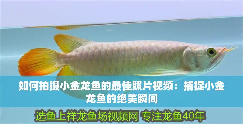 如何拍攝小金龍魚的最佳照片視頻：捕捉小金龍魚的絕美瞬間