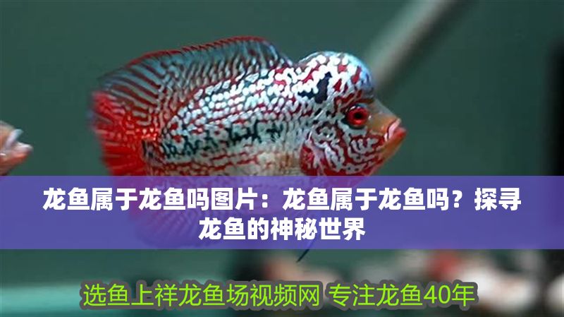 龍魚屬于龍魚嗎圖片：龍魚屬于龍魚嗎？探尋龍魚的神秘世界