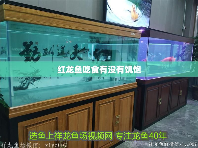 紅龍魚吃食有沒有饑飽 龍魚百科 第2張 紅龍魚吃食有沒有饑飽 紅龍魚吃食有沒有饑飽 龍魚百科 第2張