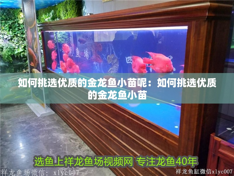 如何挑選優質的金龍魚小苗呢：如何挑選優質的金龍魚小苗