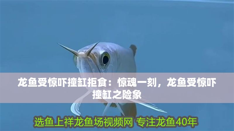 龍魚受驚嚇撞缸拒食：驚魂一刻，龍魚受驚嚇撞缸之險象