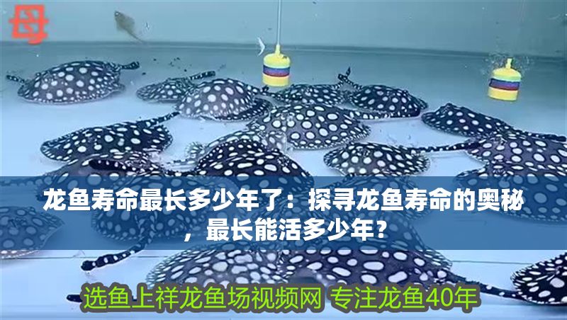 龍魚壽命最長多少年了：探尋龍魚壽命的奧秘，最長能活多少年？