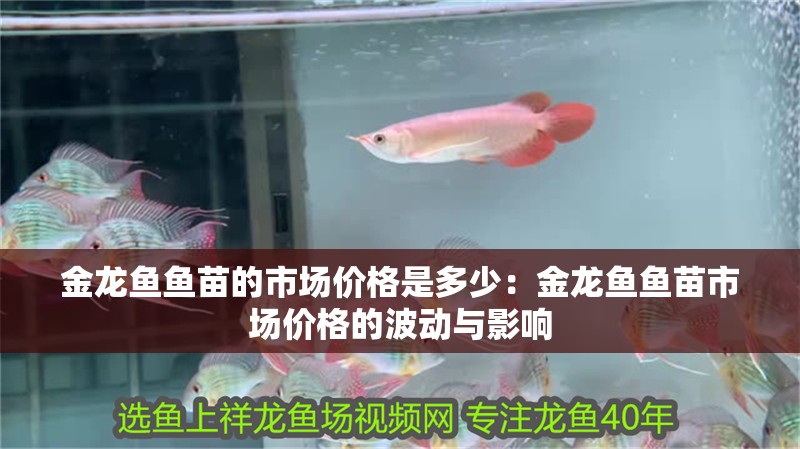 金龍魚魚苗的市場價格是多少：金龍魚魚苗市場價格的波動與影響