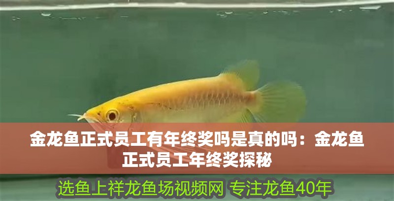 金龍魚正式員工有年終獎嗎是真的嗎：金龍魚正式員工年終獎探秘