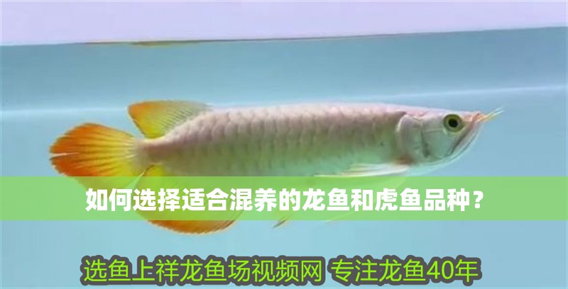 如何選擇適合混養的龍魚和虎魚品種？
