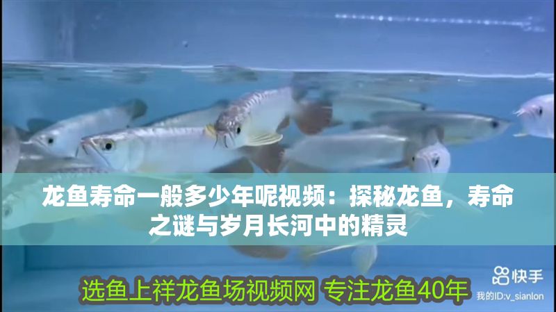 龍魚壽命一般多少年呢視頻：探秘龍魚，壽命之謎與歲月長河中的精靈
