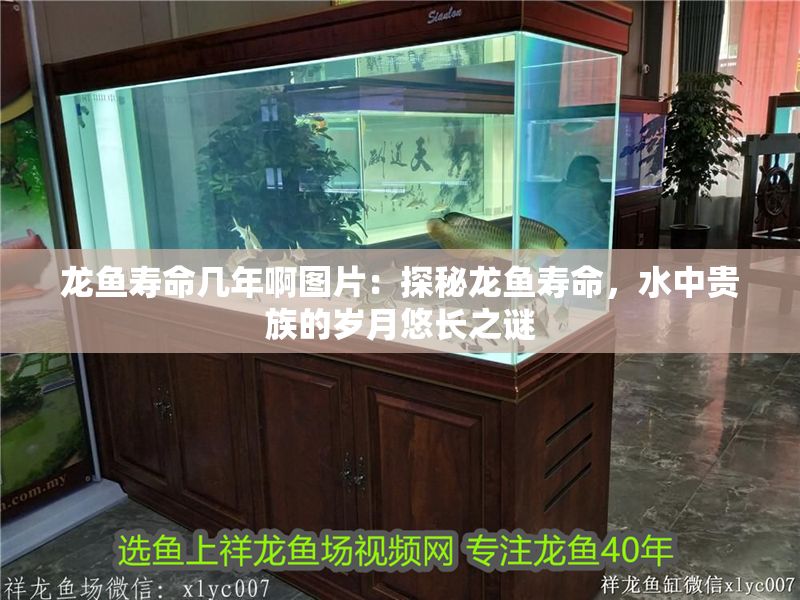 龍魚壽命幾年啊圖片：探秘龍魚壽命，水中貴族的歲月悠長之謎