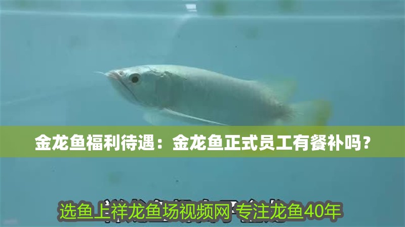 金龍魚福利待遇：金龍魚正式員工有餐補(bǔ)嗎？