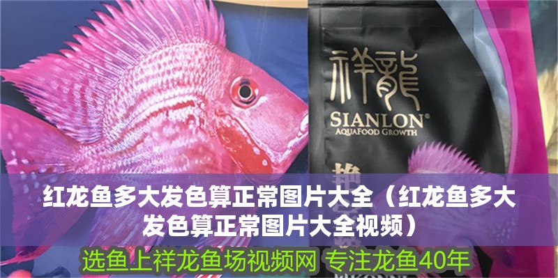 紅龍魚多大發(fā)色算正常圖片大全（紅龍魚多大發(fā)色算正常圖片大全視頻）