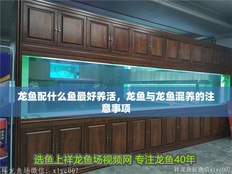 龍魚(yú)配什么魚(yú)最好養(yǎng)活，龍魚(yú)與龍魚(yú)混養(yǎng)的注意事項(xiàng)