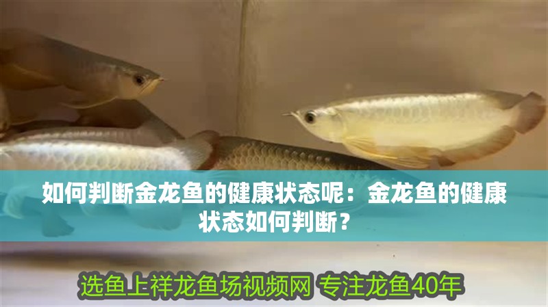 如何判斷金龍魚的健康狀態呢：金龍魚的健康狀態如何判斷？