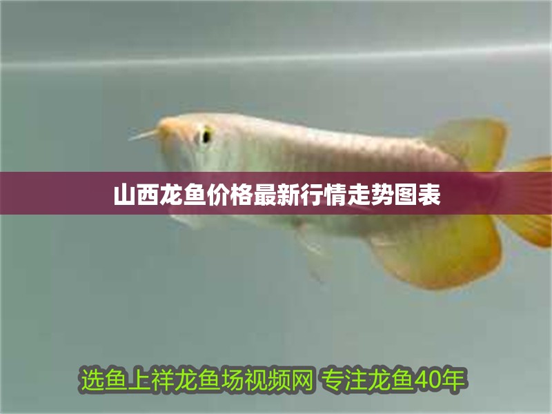山西龍魚價格最新行情走勢圖表