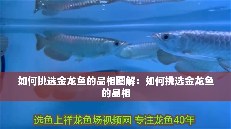 如何挑選金龍魚(yú)的品相圖解：如何挑選金龍魚(yú)的品相