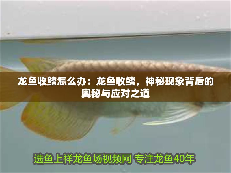 龍魚收鰭怎么辦：龍魚收鰭，神秘現(xiàn)象背后的奧秘與應(yīng)對(duì)之道