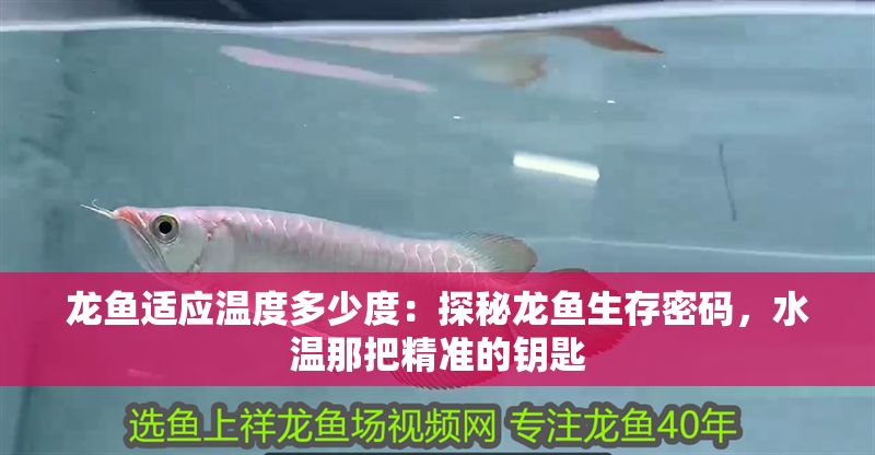 龍魚(yú)適應(yīng)溫度多少度：探秘龍魚(yú)生存密碼，水溫那把精準(zhǔn)的鑰匙
