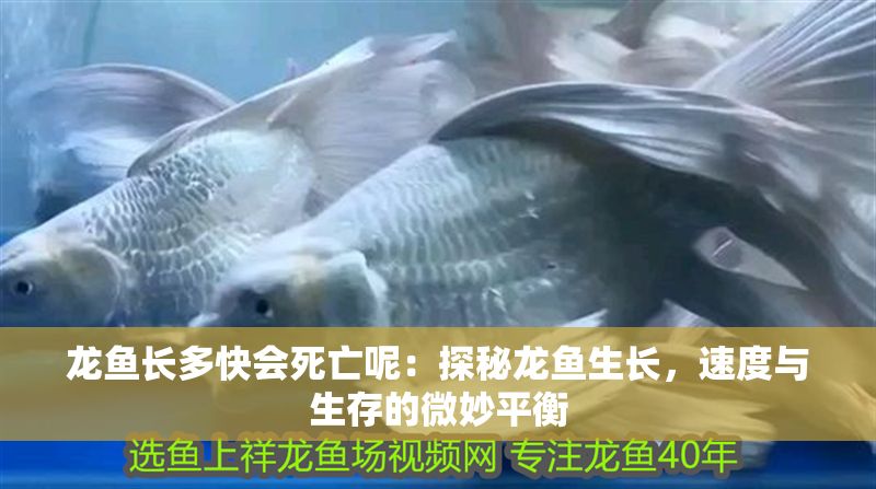 龍魚長多快會死亡呢：探秘龍魚生長，速度與生存的微妙平衡