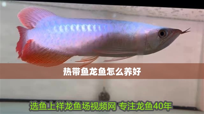 熱帶魚龍魚怎么養(yǎng)好