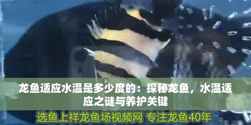 龍魚適應水溫是多少度的：探秘龍魚，水溫適應之謎與養護關鍵