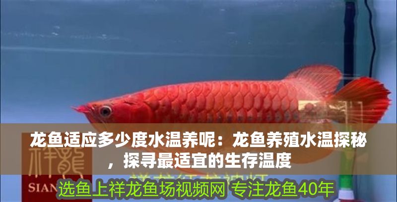 龍魚適應多少度水溫養呢：龍魚養殖水溫探秘，探尋最適宜的生存溫度