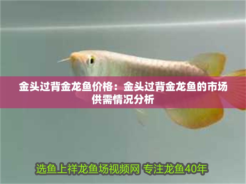 金頭過背金龍魚價格：金頭過背金龍魚的市場供需情況分析