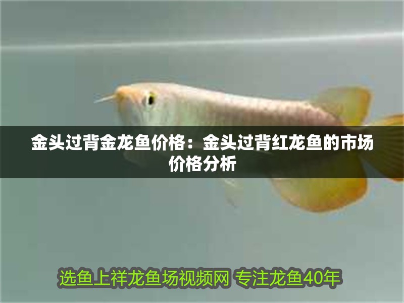 金頭過(guò)背金龍魚(yú)價(jià)格：金頭過(guò)背紅龍魚(yú)的市場(chǎng)價(jià)格分析