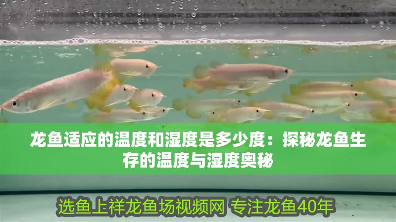 龍魚適應的溫度和濕度是多少度：探秘龍魚生存的溫度與濕度奧秘