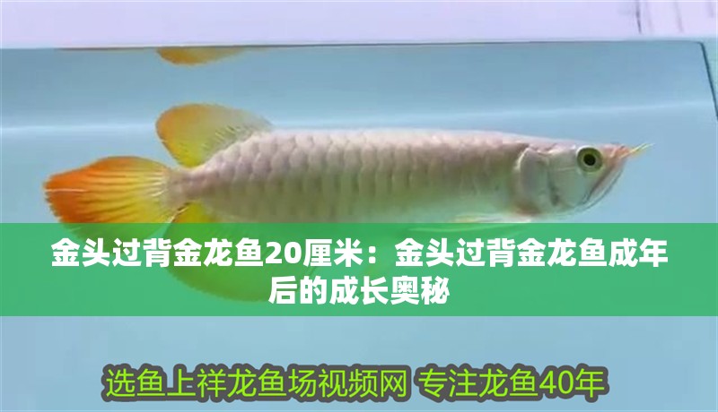 金頭過背金龍魚20厘米：金頭過背金龍魚成年后的成長奧秘