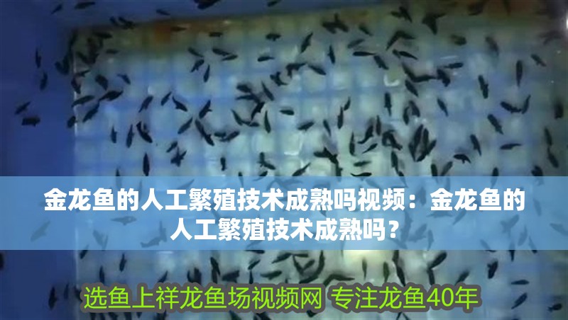 金龍魚的人工繁殖技術成熟嗎視頻：金龍魚的人工繁殖技術成熟嗎？ 金龍魚的人工繁殖技術成熟嗎視頻：金龍魚的人工繁殖技術成熟嗎？ 水族問答