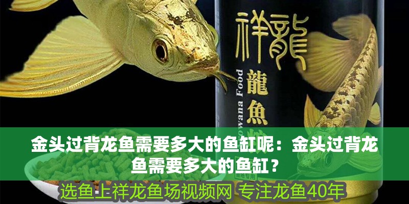金頭過背龍魚需要多大的魚缸呢：金頭過背龍魚需要多大的魚缸？