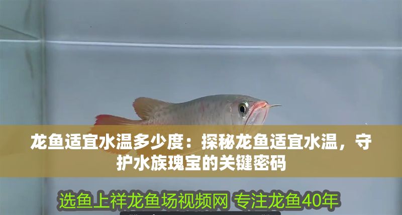 龍魚適宜水溫多少度：探秘龍魚適宜水溫，守護(hù)水族瑰寶的關(guān)鍵密碼