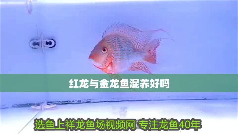 紅龍與金龍魚混養好嗎